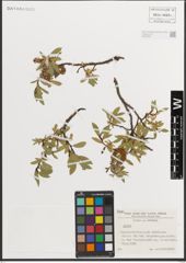 Foto von Salix L.